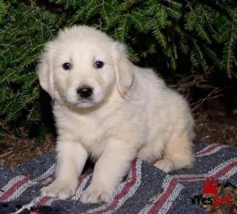 Ράτσα: Γκόλντεν Ριτρίβερ - Golden Retriever | Ηλικία: 3 μηνών | Φύλο: Θηλυκό | Αρ. Microchip: 988026069230 | Ιδιώτης | Εκπαιδευμένο | Pedigree | Περιοχή: Αθήνα, Αττική